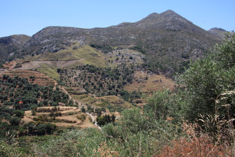 Kreta-2009-7525-olivenlunde-i-landskabet.JPG