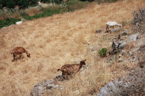 Kreta-2009-7531-geder-paa-skraaningen.JPG