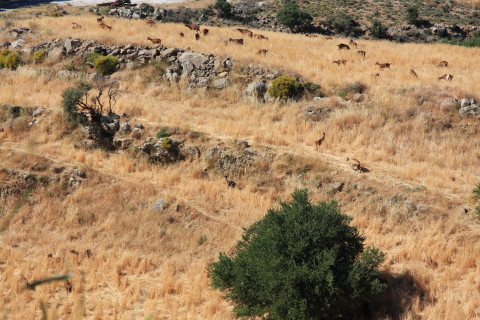 Kreta-2009-7551-paa-vej-hjem-geder-paa-plateau.JPG
