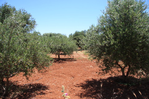 Kreta-2009-7785-et-kig-fra-vejen-ned-gennem-oliven-plantagen.JPG