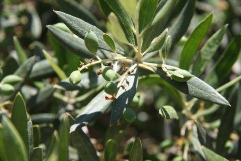 Kreta-2009-7791-umodne-oliven.JPG