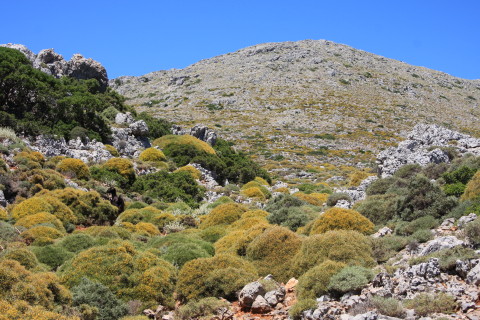 Kreta-2009-8003-flotte-buske-med-bjerget-Onichas-i-baggrunden.JPG