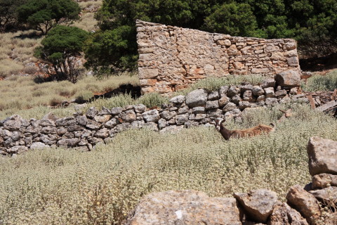 Kreta-2009-8049-ged-foran-ruin.JPG