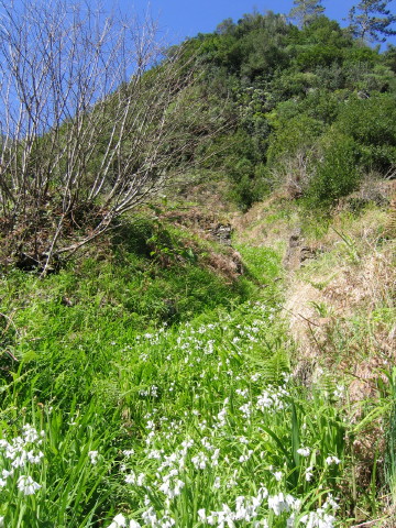 Madeira_2006_0037.JPG