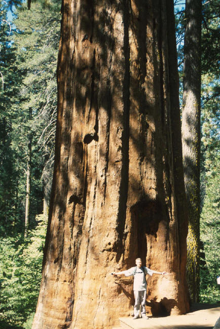Redwood.JPG